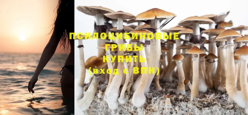 Псилоцибиновые грибы Cubensis  блэк спрут ссылки  Жуков  где можно купить  